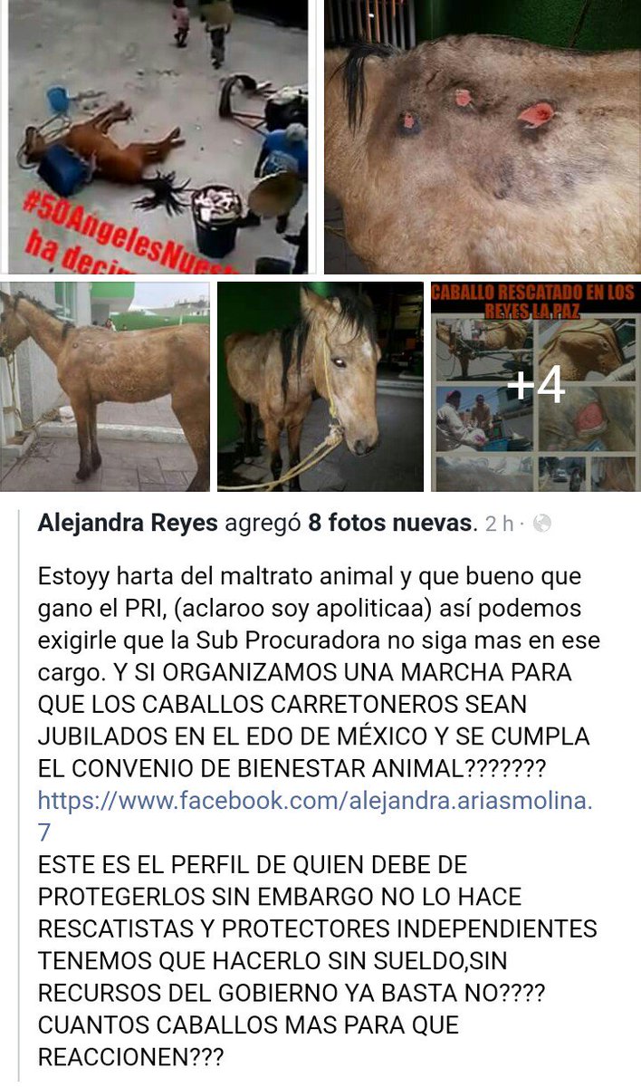 alezazulyoro's tweet photo. Basta de Maltrato @prensaanimal4 @Buscando1amigo @Laura_Lorena17 @ElMuro_AC @DefAnimalMX @SinEmbargoMX @EugenioDerbez  @SylviaPasquel https://t.co/CuaLckD19n