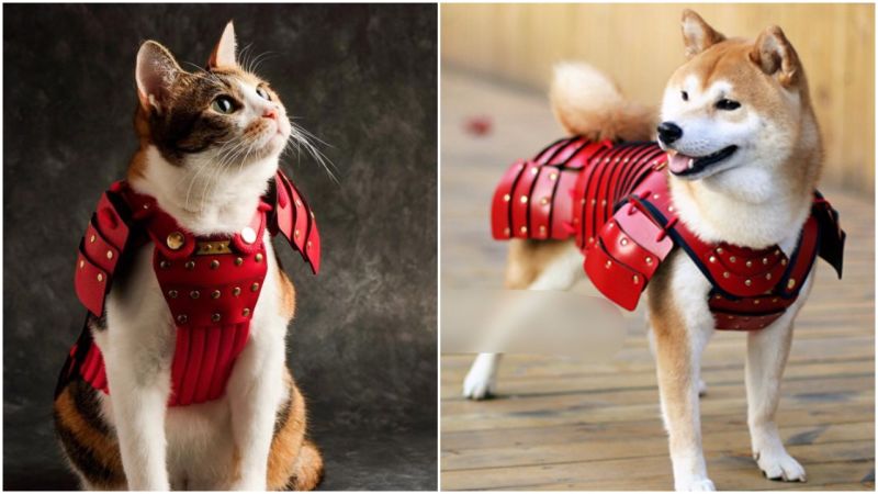 cat samurai costume