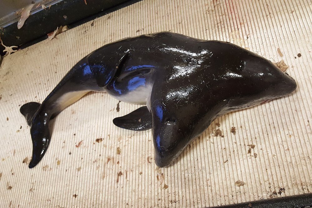 In the Netherlands, the two-headed dolphin caught accidentally DBs40p1XYAAOjiO