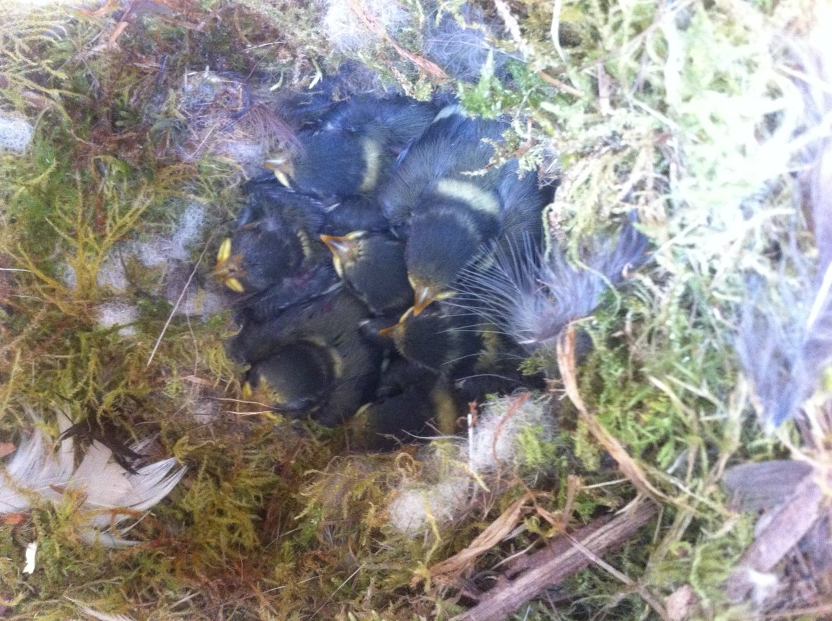 AMennerat's tweet photo. Fieldwork goes on at @UiB Arboretet. Some fledged, most still around 10 days. Bergen birds are coping well with the rain! @TEG_UiB #EECRG https://t.co/5ECVE5TlM4