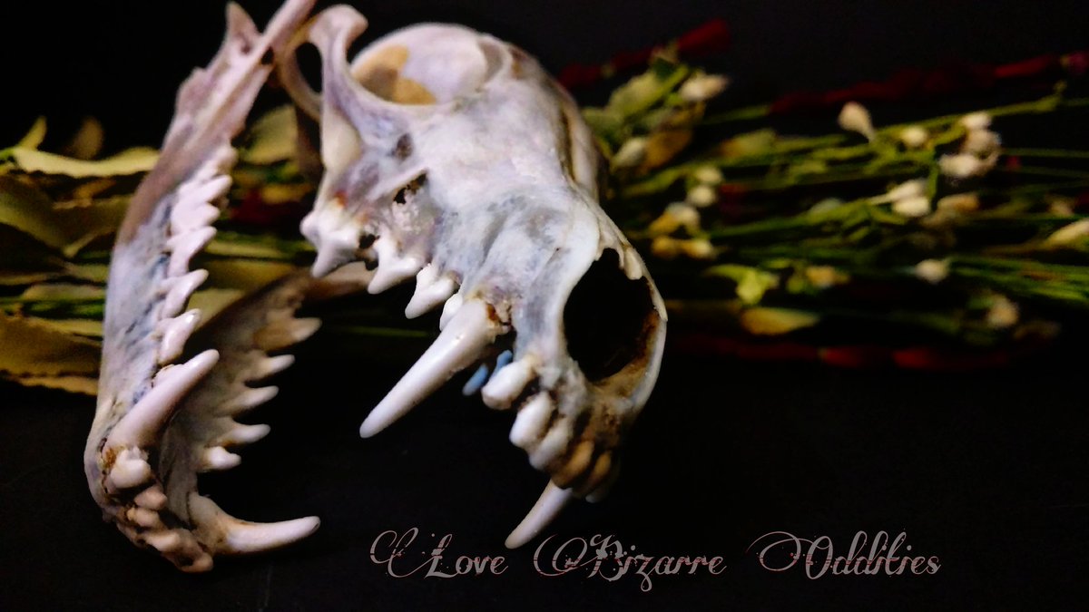 LoveBizarreOdd's tweet photo. Visit us at https://t.co/xV4Dj8SmOP
#oddities #antiques #curiosities #taxidermy #vultureculture #wunderkammer #lovebizarreoddities https://t.co/HZ6Gg6VFDp