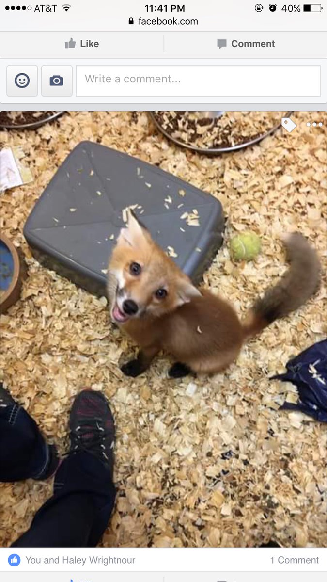 Mal2013_'s tweet photo. I can't get over this fox that my cousin is helping to rehabilitate😭😭🤗❤️ MY HEART! https://t.co/ROmsVpwMNg