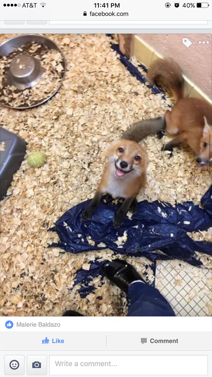 Mal2013_'s tweet photo. I can't get over this fox that my cousin is helping to rehabilitate😭😭🤗❤️ MY HEART! https://t.co/ROmsVpwMNg