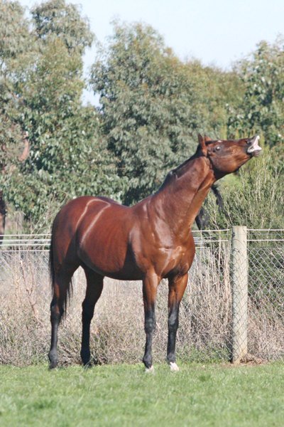 lpstallions1's tweet photo. Golden Snake too good for Frankel today ! Congrats to connections of Deadly Choice's, check out the win ! https://t.co/B7hlxk2vbs https://t.co/t5WCb2HOOD
