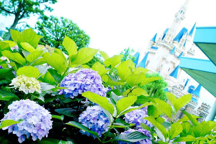 東京ディズニーリゾートpr 公式 梅雨入り 今日 関東地方も梅雨入りしました この時期ならではの楽しみ方もみつけてみてくださいね T Co 4crs85efc9 アジサイ 東京ディズニーランド 東京 ディズニーシー