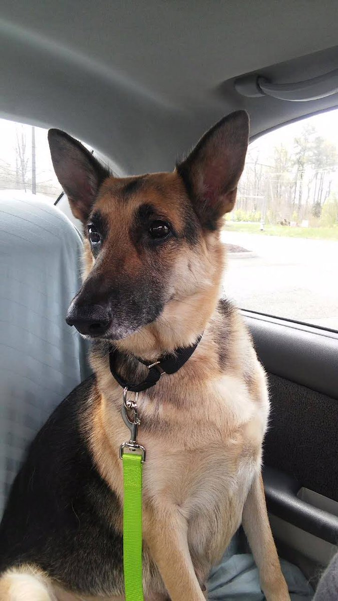 Angel needs a family that can spend a lot of time with her.
She gets along best with her foster dad.
bit.ly/2q2Vjbk 
<a href="/SGSRescue/">SGSR</a> #MD
