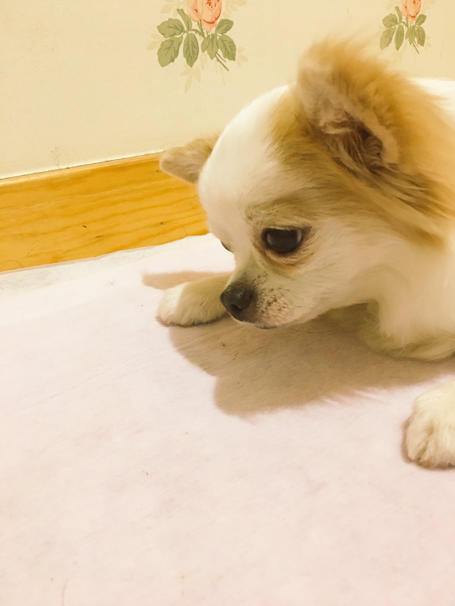 羽生理恵 うさぎファース党 アヒル 飼う前に仲間入り 飼い主さん長期入院で しばらくお預かり チワワのジェミーちゃん １４歳のおばあちゃん犬 目は白内障で見えません ジェミーちゃんママの不在を感じて たまらないようで こんなに しょんぼり