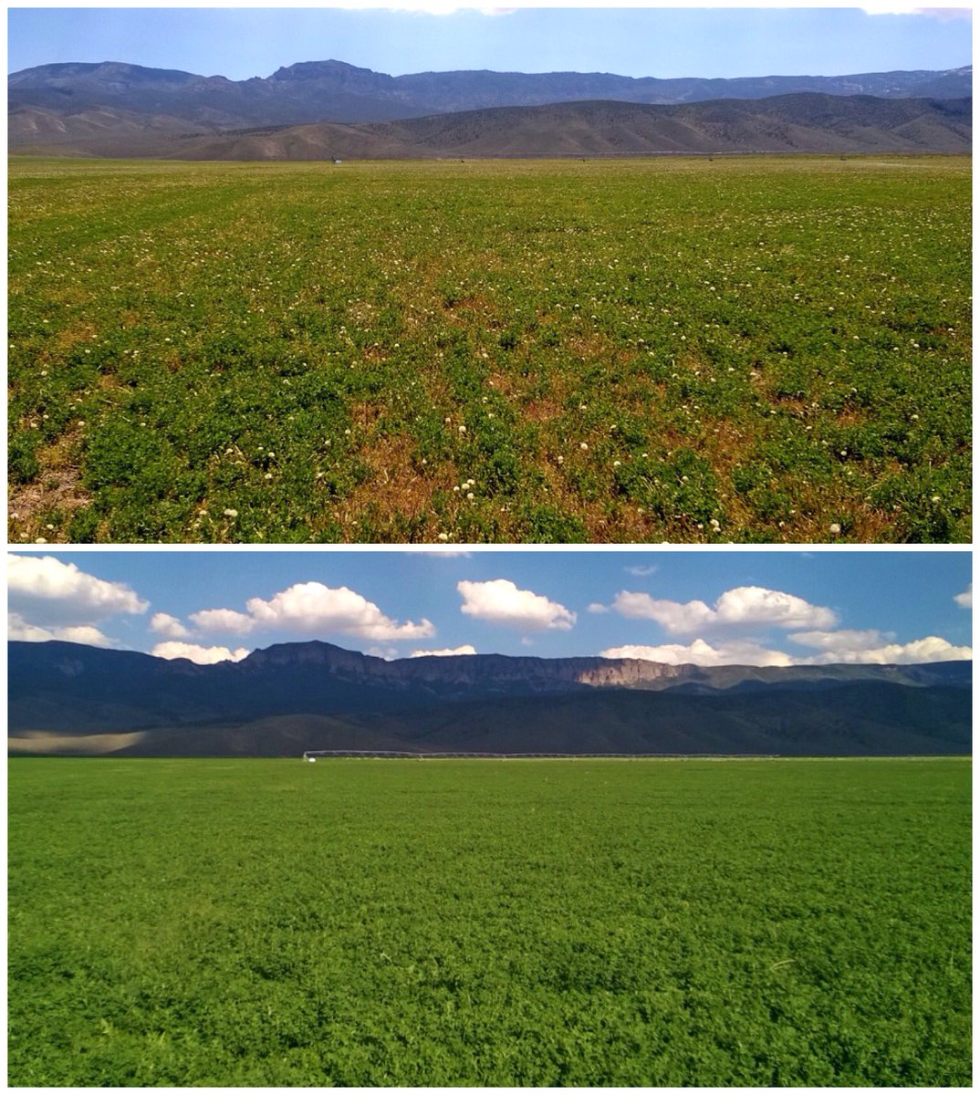 Tim_Parry4's tweet photo. Central Utah #alfalfa May 11 vs June 6. #Pursuit + #SectionThree + #DestinyHC + #Alliance https://t.co/oorxe4Cam3