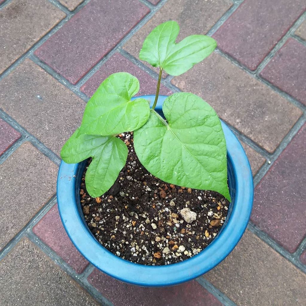 やまと生花店 Yamatoseikaten Twitter