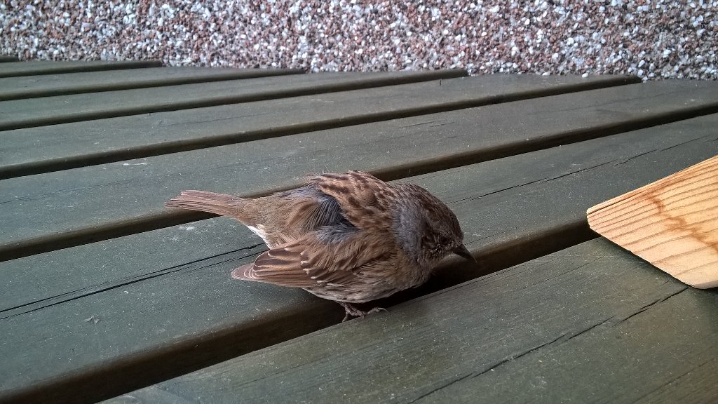 Tämä lensi ikkunaan. Vauhti oli niin kova että vartin se keräili itseään Ennenkuin pääsi jatkamaan matkaansa.