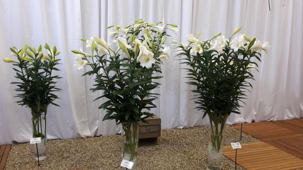 Wij zijn er weer klaar voor, u ook? De koffie staat klaar en rond de middag verse broodjes en soep @dutchlilydays