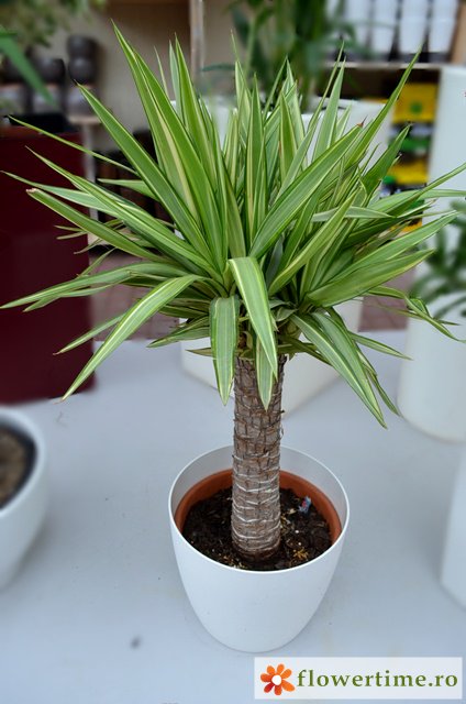 FlowerTimeCluj's tweet photo. Yucca se potriveşte perfect în orice birou, oferind un decor elegant, fără a avea mari pretenţii de îngrijire.😄🌺
#Flower_time #Yucca_jewel https://t.co/iiKCde2NXN