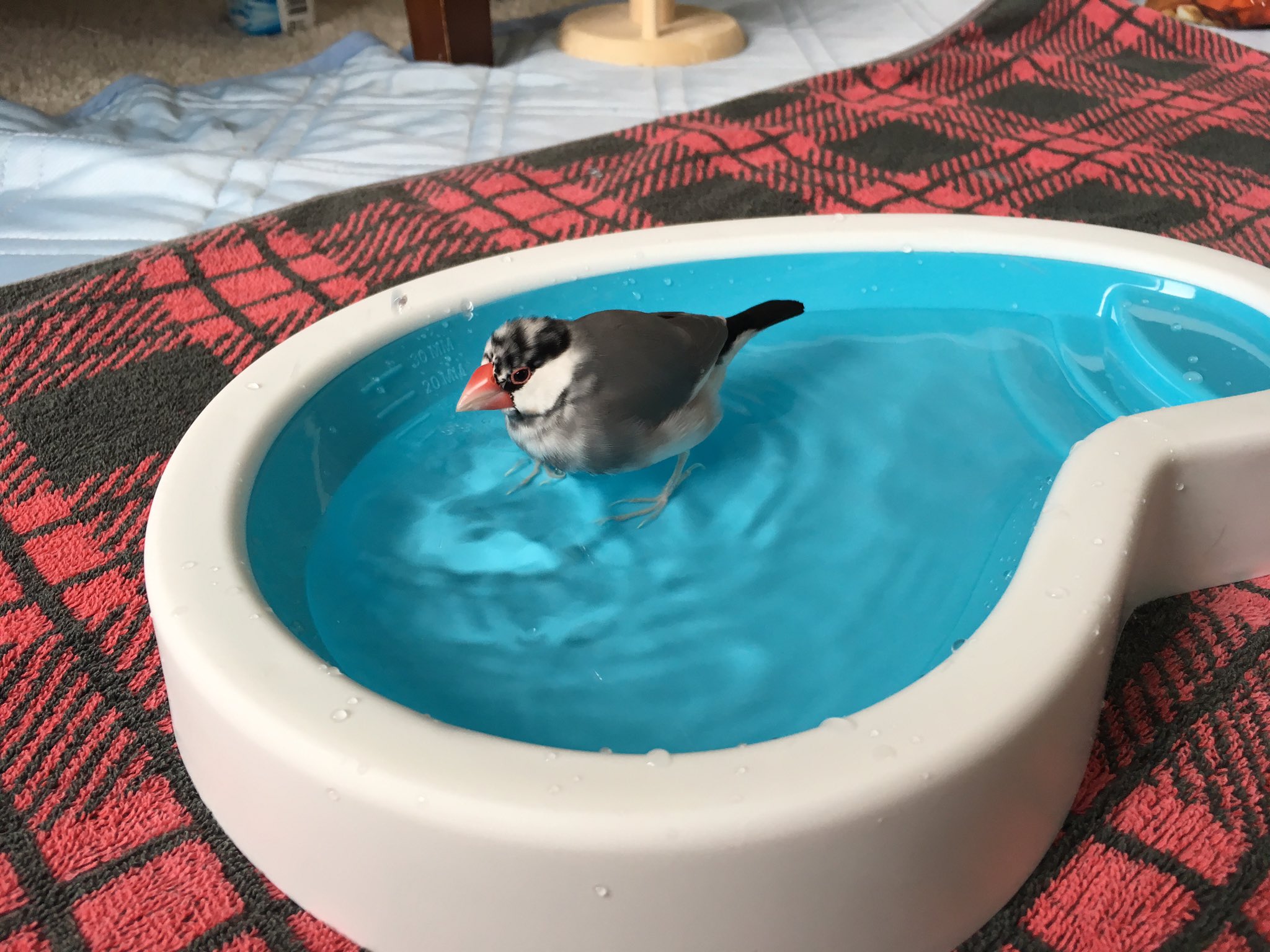 てば Pa Twitter フライングタイガーのバードバスをゲットしました すぐに入ってくれた 可愛いプール 文鳥 フライングタイガー バードバス プール