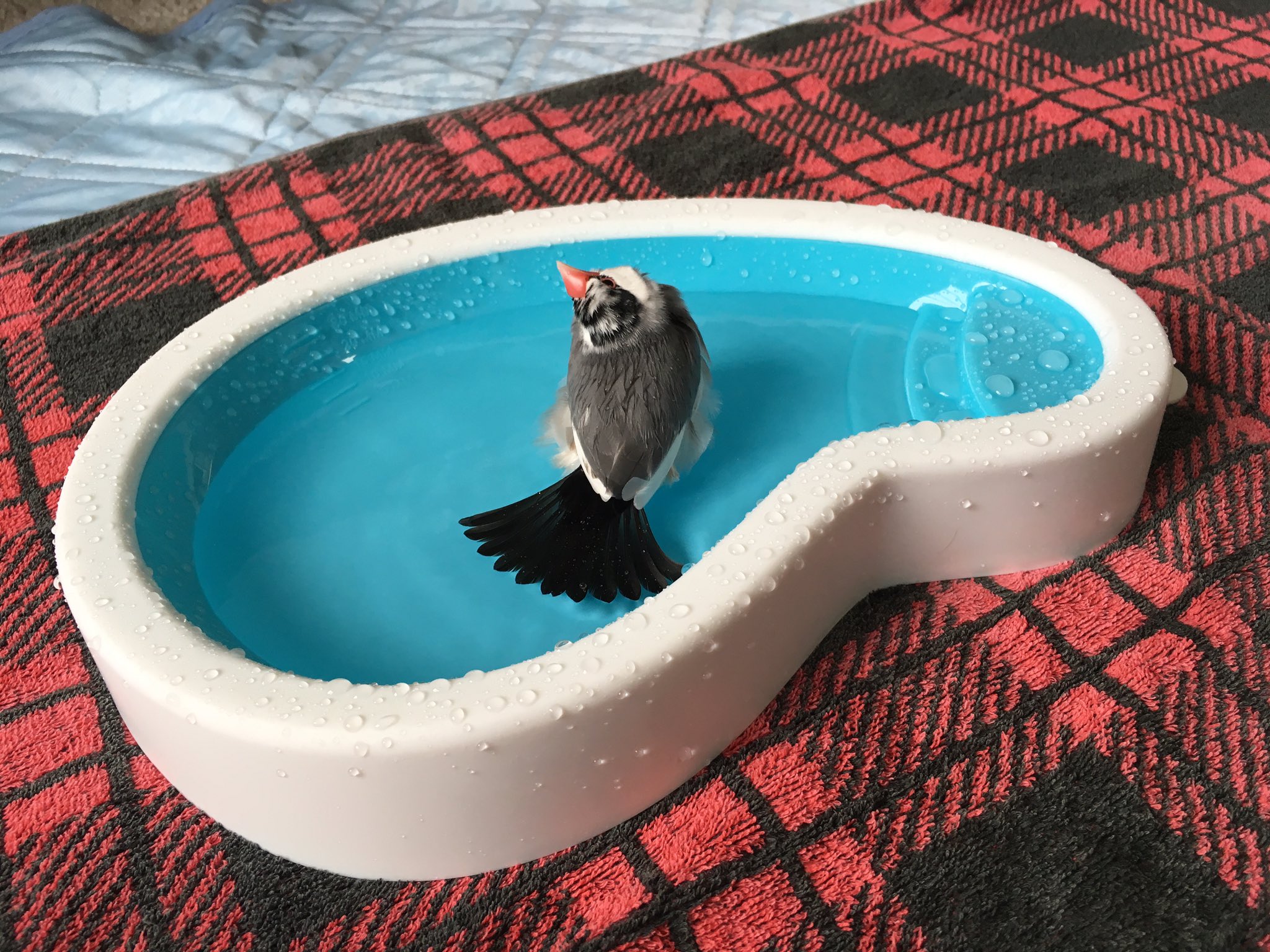 てば Pa Twitter フライングタイガーのバードバスをゲットしました すぐに入ってくれた 可愛いプール 文鳥 フライングタイガー バードバス プール