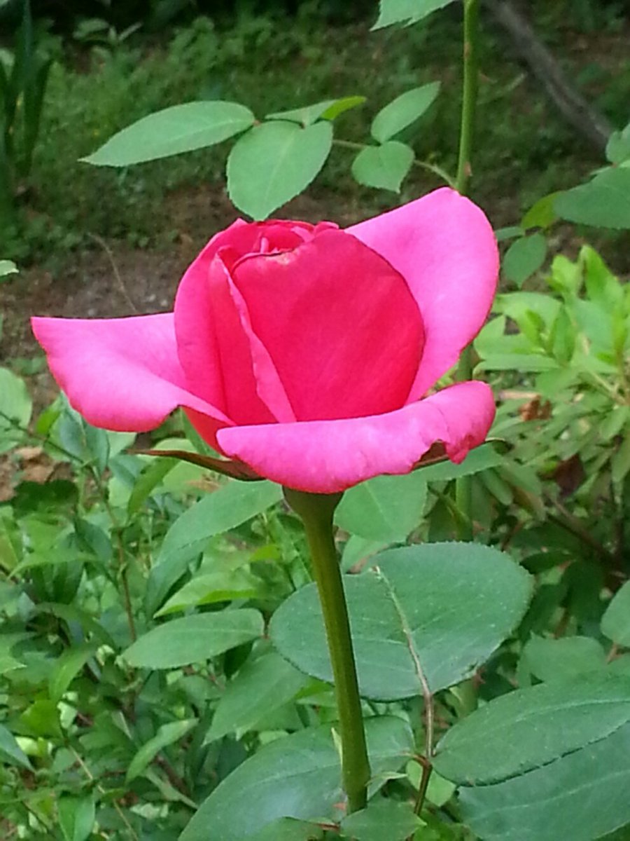 💓
#..
 보슬비가
 머물다간
 뒷뜰의
 오솔길에
 섹시하고
 이쁜
 장미
 꽃봉오리
 피어나며
 살짜기
 내마음을
 빼앗네요!...💕

☆.보슬비 머금고 이쁘게 피어나는
     장미 꽃봉오리와 함께
     뒷뜰에서 설레는 맘으로. 유 소추