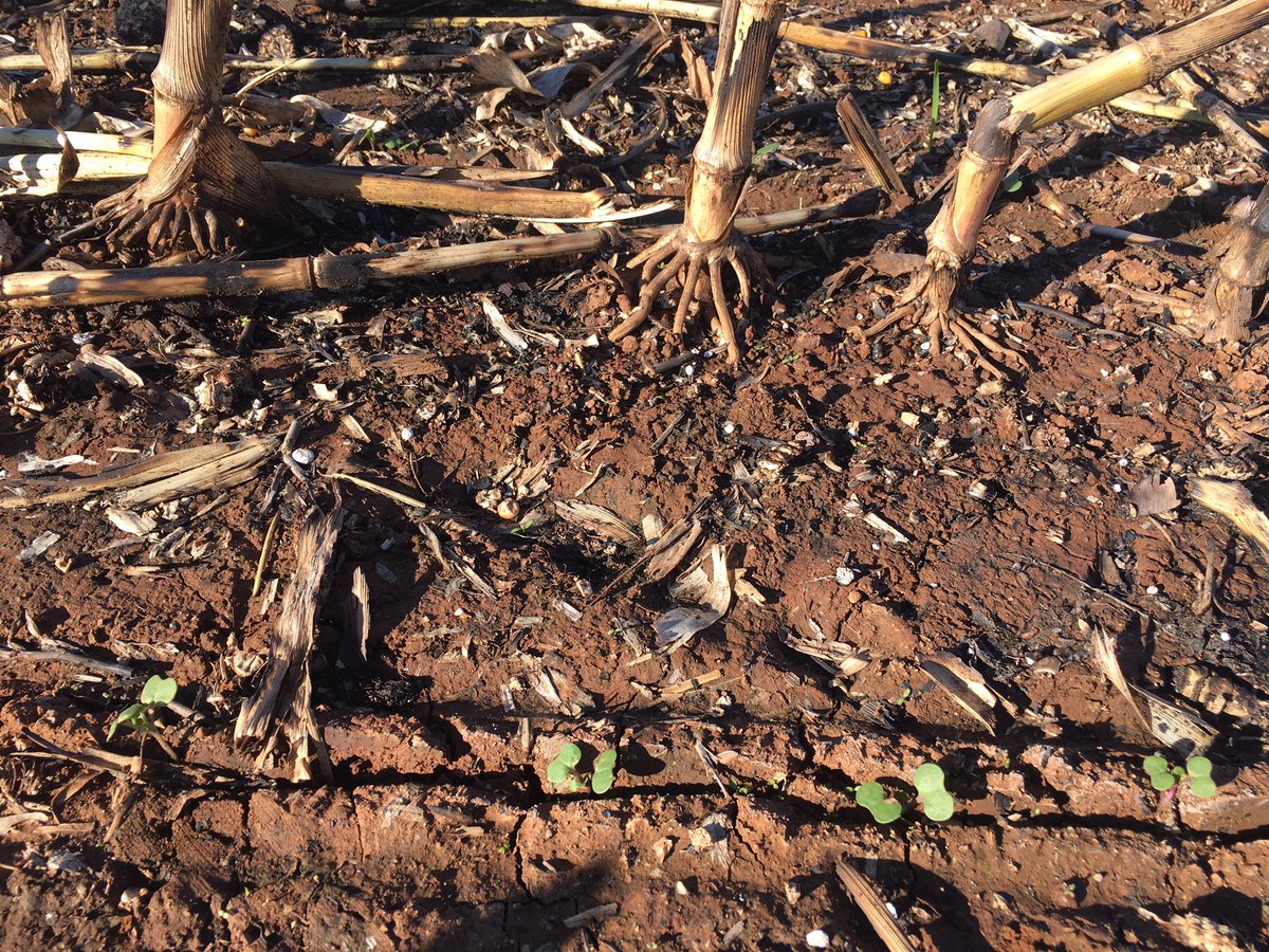 chickenpalmer1's tweet photo. Precision planted canola sticking their heads up in maize stubble. #doublecropping #liquidinject https://t.co/huZpRLLwhR