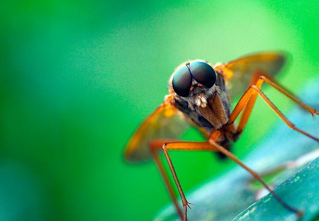 mispeces's tweet photo. #BioMarGroup preparada para introducir harina de "#insectos de granja" en sus piensos de #acuicultura https://t.co/fnxRIIGZei https://t.co/rJGhoOfe7c