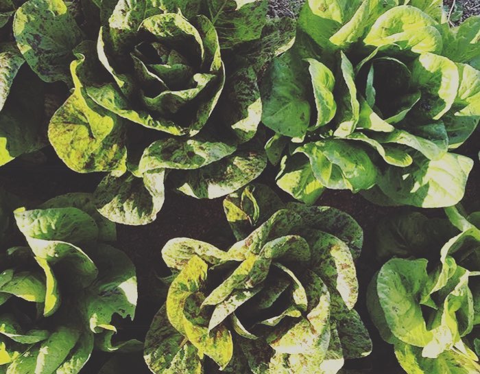 SugarHouseFM's tweet photo. Today's the Big day! Drop by tonight from 5-8 pm at Fairmont Park! #eatlessfromaboxandmorefromtheearth #supportlocal #eatlocalutah #shfm https://t.co/fSz8O9xspa