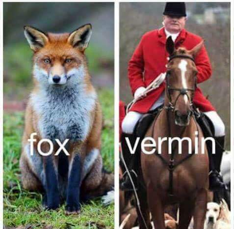 Peace For Animals (@janelaw16) on Twitter photo 