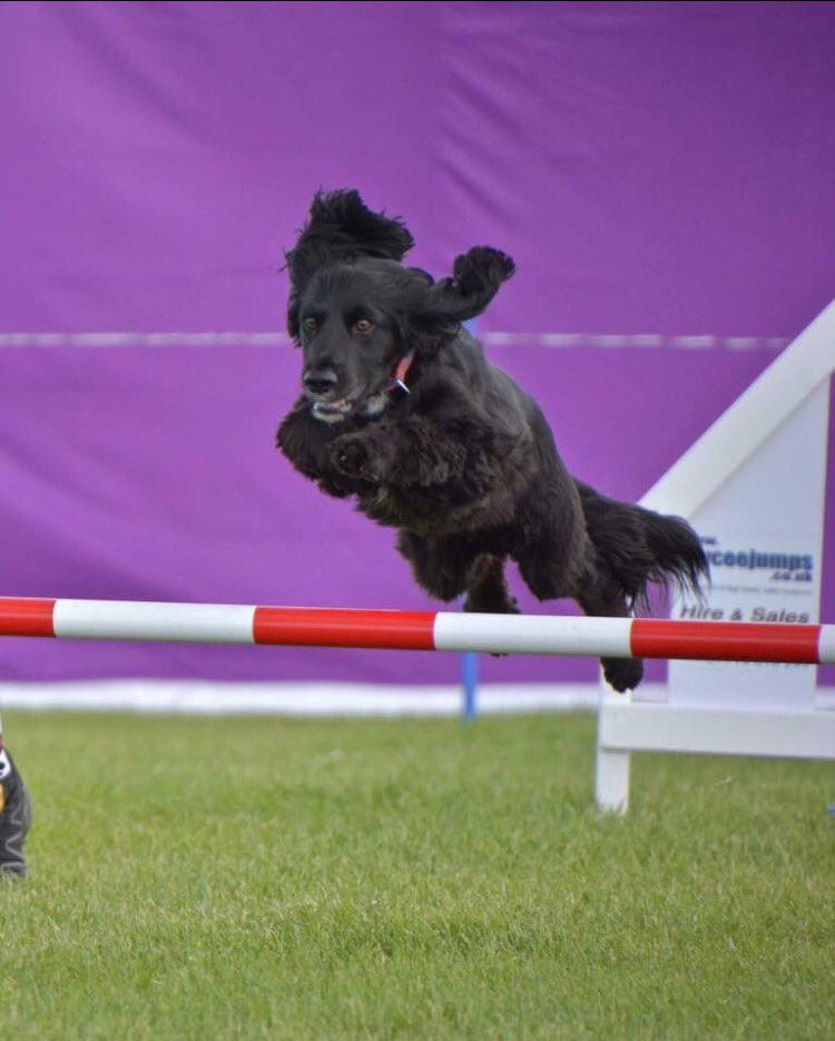 Spanielsrescue's tweet photo. L👀k at our special boy Monty flying high at his agility competition ❤️#SARRDOGSROCK https://t.co/zR5xmgRCFW