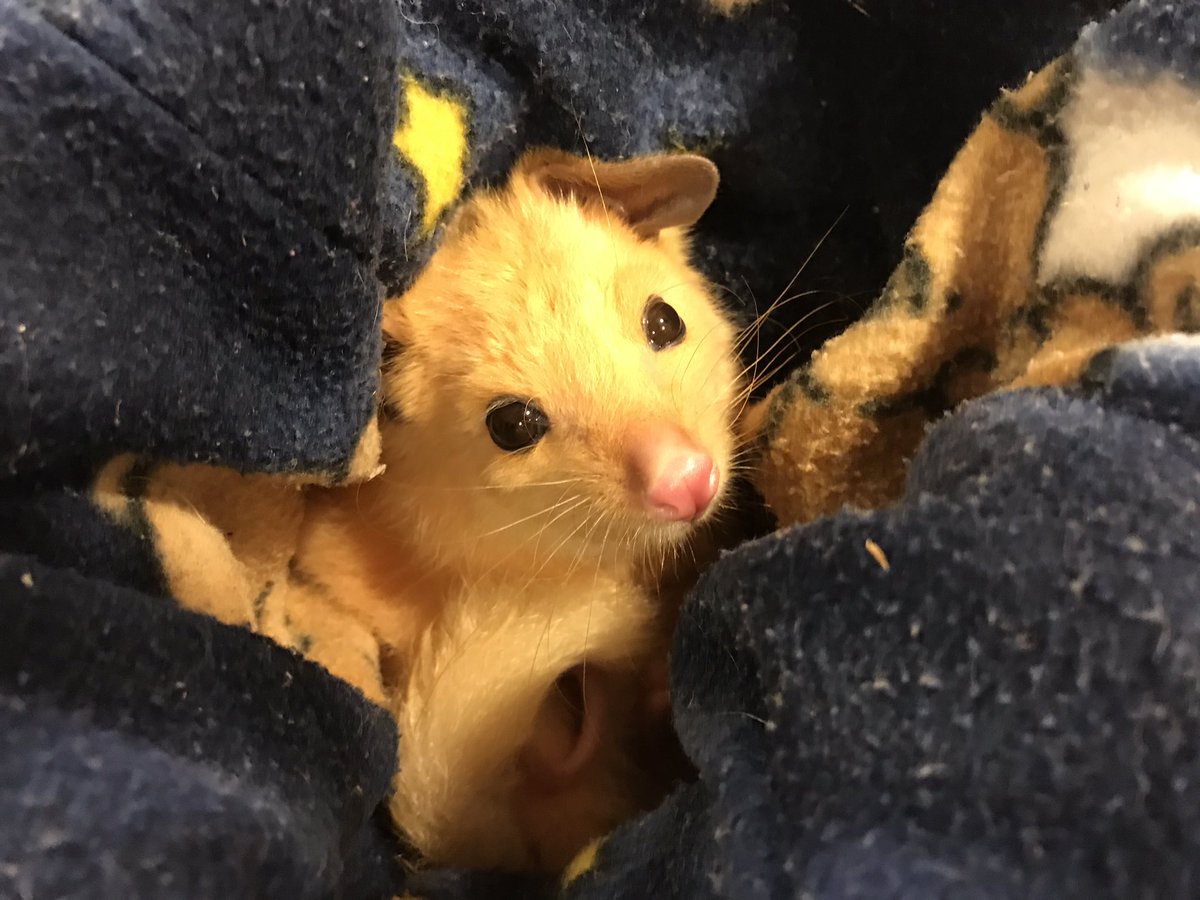 Abc Sydney This Is A Golden Brushtail Possum He S Going To Be Chatting To Chrisbathtv After 5