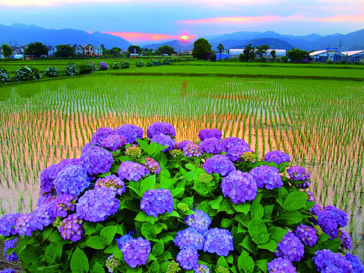 visitkanagawa's tweet photo. ★Kaisei-machi Hydrangea Village★
Sit back and take in the views of paddy field and #hydrangea.
#flowers #Kaisei #Kanagawa #Japan https://t.co/ithTPCy05V