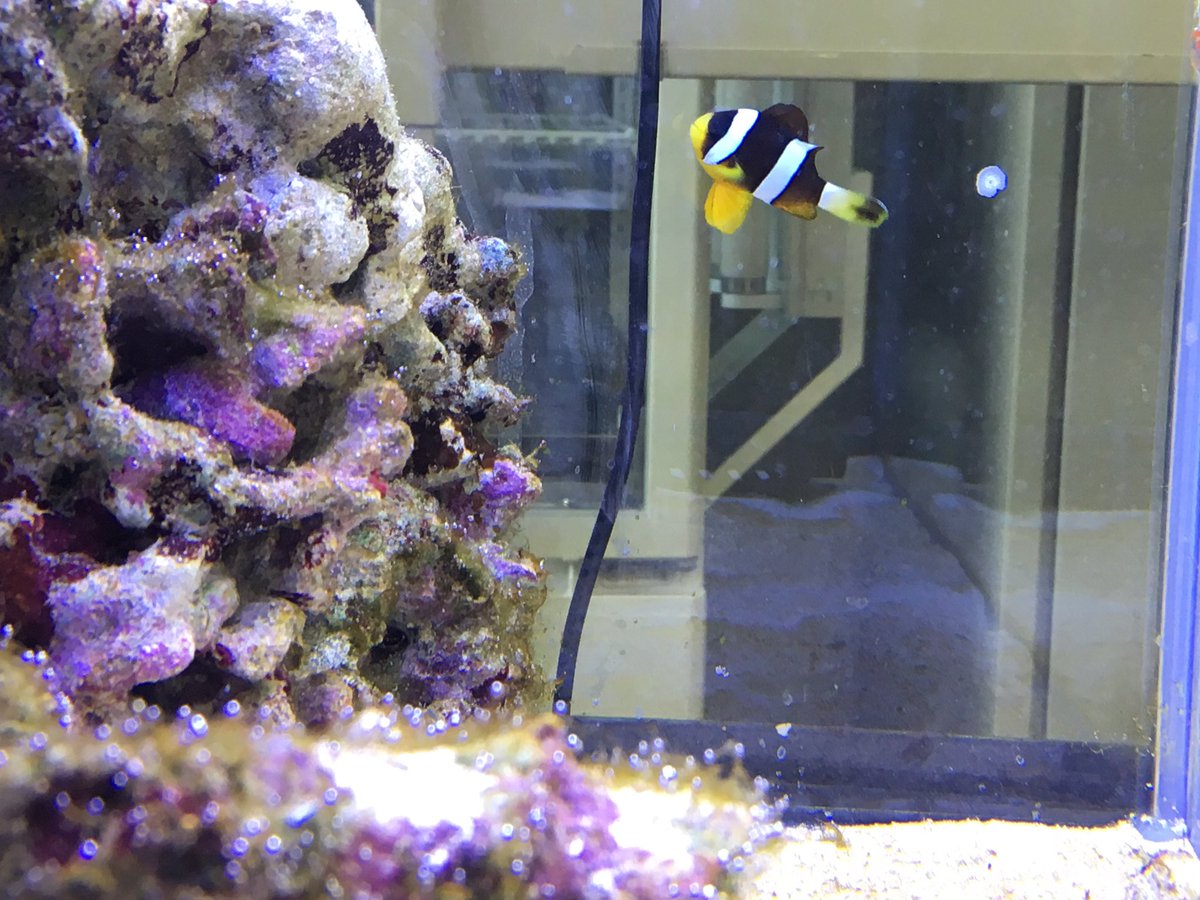 富士高校生物部 Fujiseibutsu Twitter 富士高校生物部 Fujiseibutsu Twitter