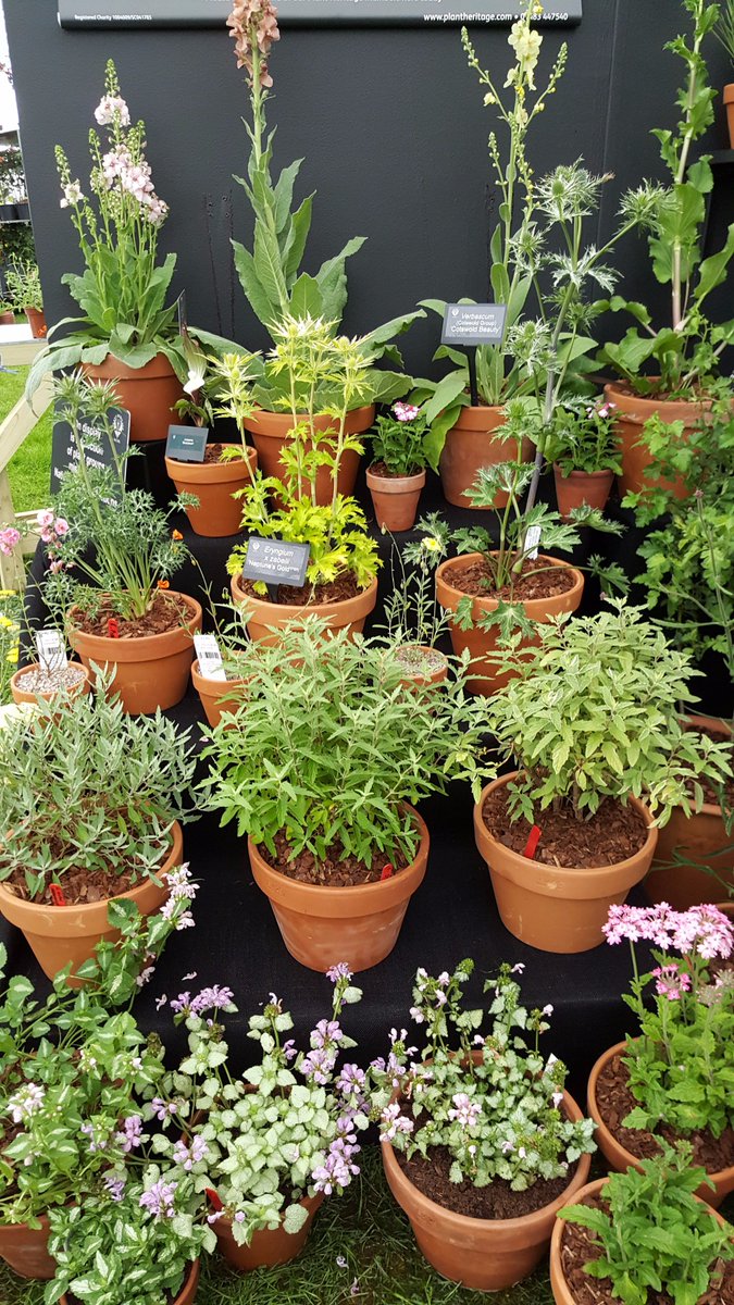 Plantheritage's tweet photo. Thrilled to win Silver-Gilt at #RHSChatsworth for our display highlighting plants missing from National Collections! https://t.co/Dh7yyQRXJ0 https://t.co/jo4GWCZnAn