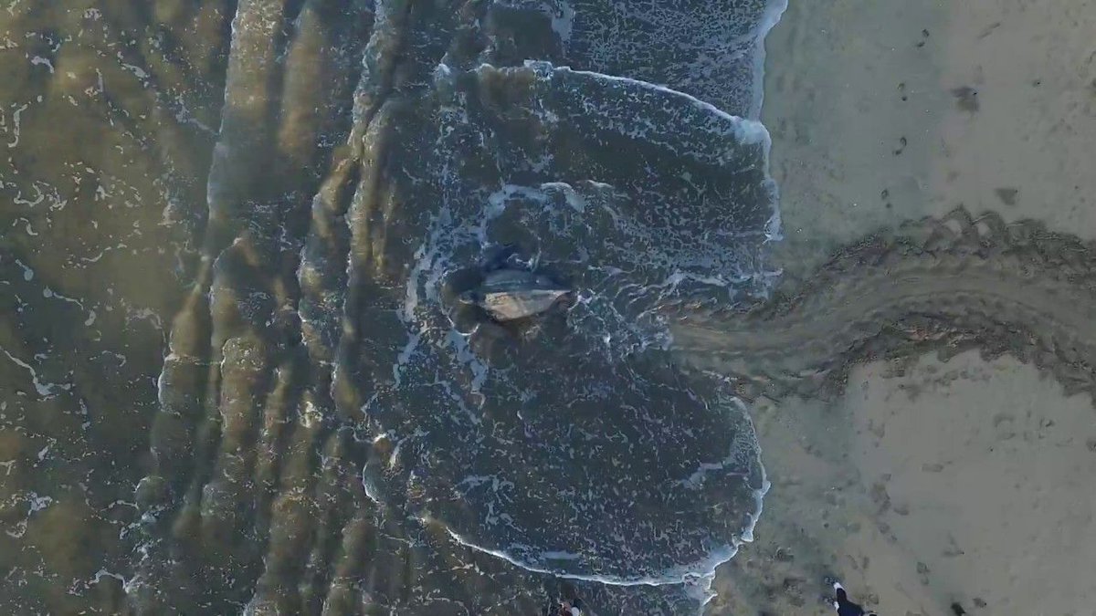 Drone Video of Leatherback Sea Turtle Returning to Sea After Nesting - buff.ly/2sSlIc9 #reptiles #turtles