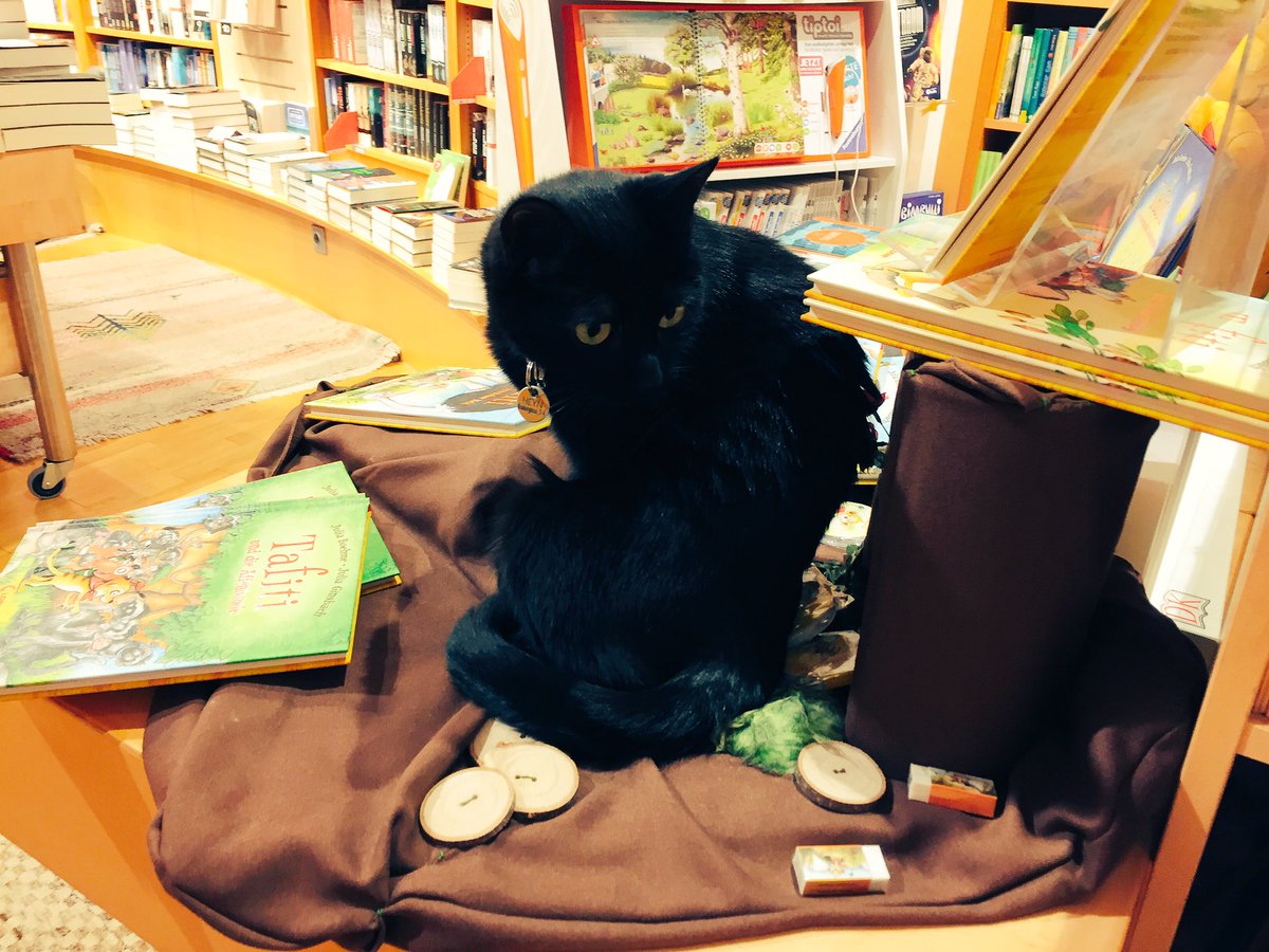 Chiemgauseiten's tweet photo. Jetzt mach ich endlich auch mit: #Katzenfotos #Buchhandlung #Heyn #Klagenfurt https://t.co/15Nw2rMpoj