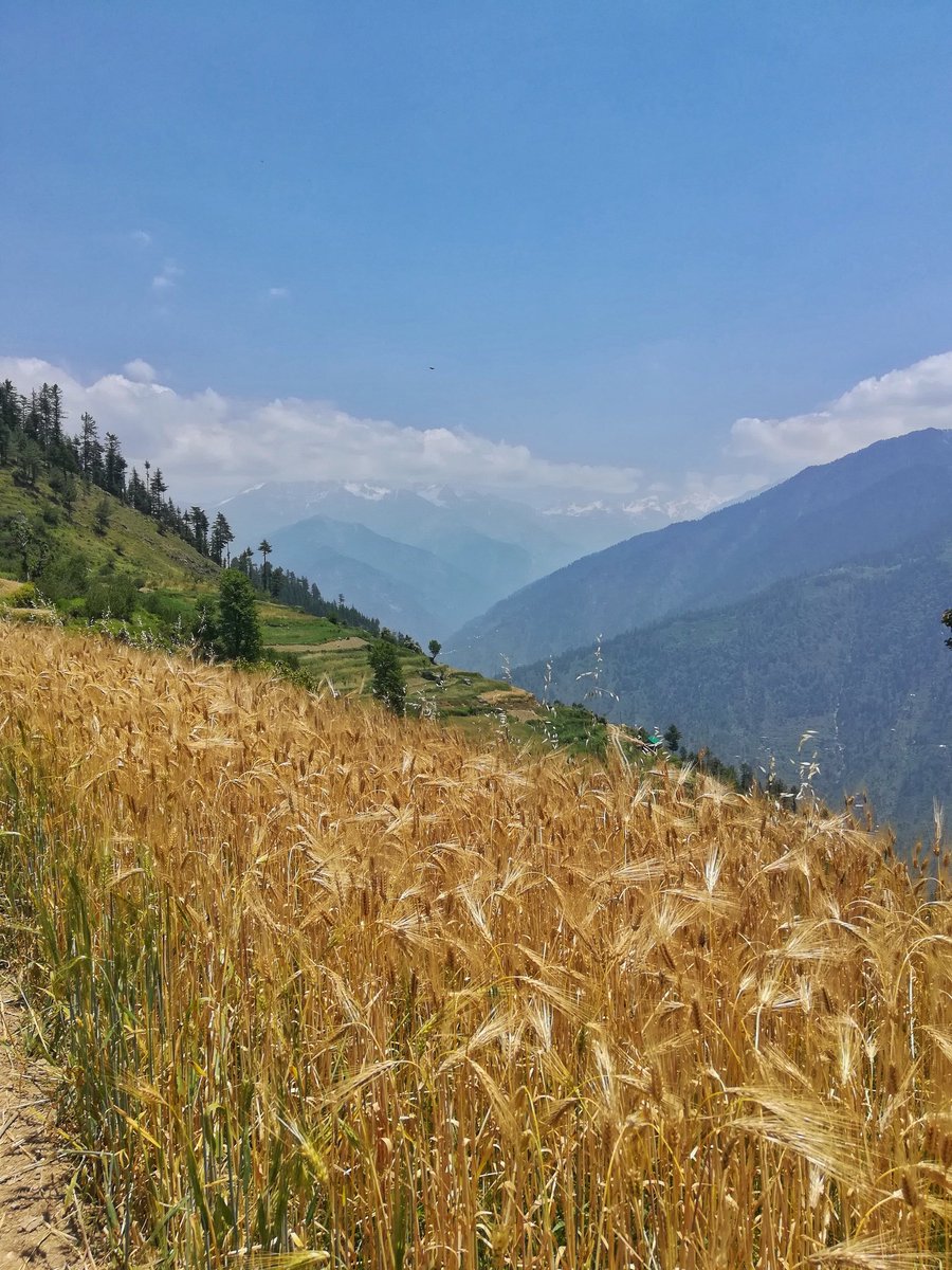 ExploreWithRoy's tweet photo. #HimalayanLoveStory brews within my heart... 😊💕
#BOSERevolve #InspiredTraveller #Honor6x #Photography #Travel #wanderlust #himachalpradesh https://t.co/wDaYMl1bO8