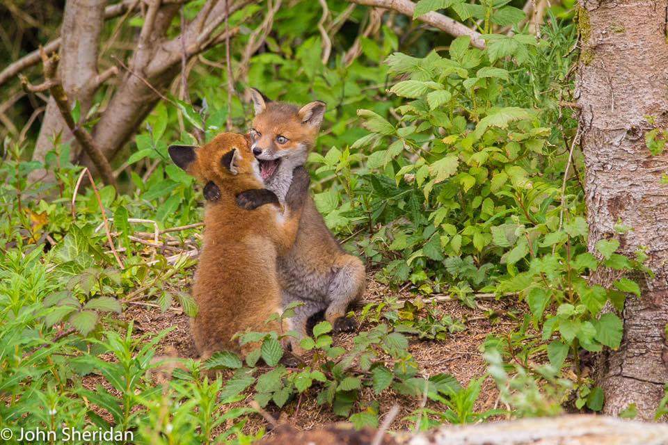 Irishwildlife's tweet photo. CONGRATULATIONS to John Sheridan WINNER of our Photo of the Month competition for his amazing photo of the cuddling cubs https://t.co/6WZzBz4tV0