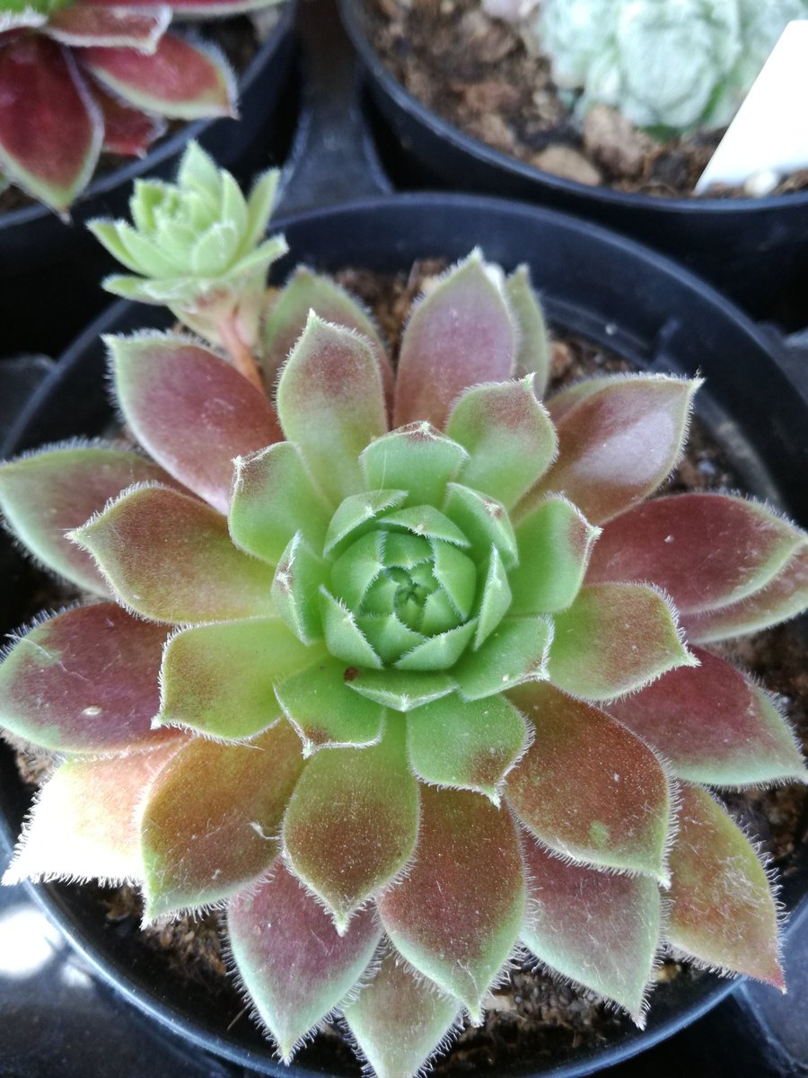 master_seeding's tweet photo. Sempervivum colors https://t.co/CipoB4XAde