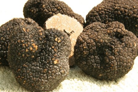snufflingswine's tweet image. Fresh Italian summer truffles are so good right now, the aroma is almost hypnotising #yyctrufflesupplier #truffles #summertruffles #cheflife