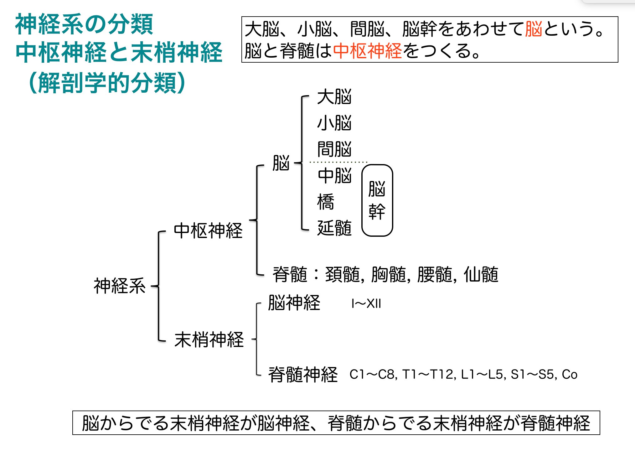 絶版:解剖学ノート1、中枢神経(フランス語) 純正直営店 - grupoquirico