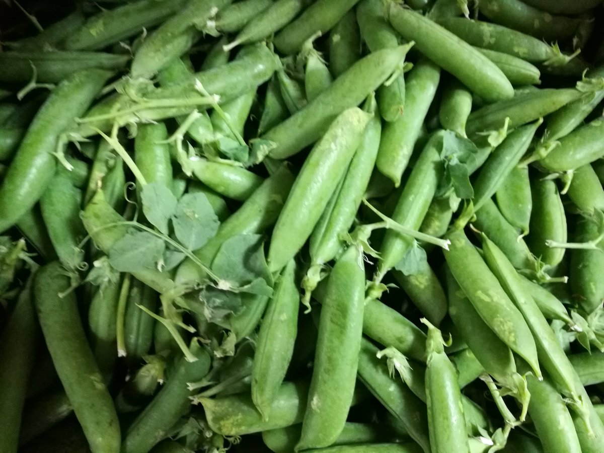 5adayFresh's tweet photo. #primocabbage #freshpeas #kale #tenderstembroccoli #shoplocal #eatlocal #healthydiet #freshveg #greengrocer #Stalybridge #Cheshire #Tameside https://t.co/7jraBihV5j