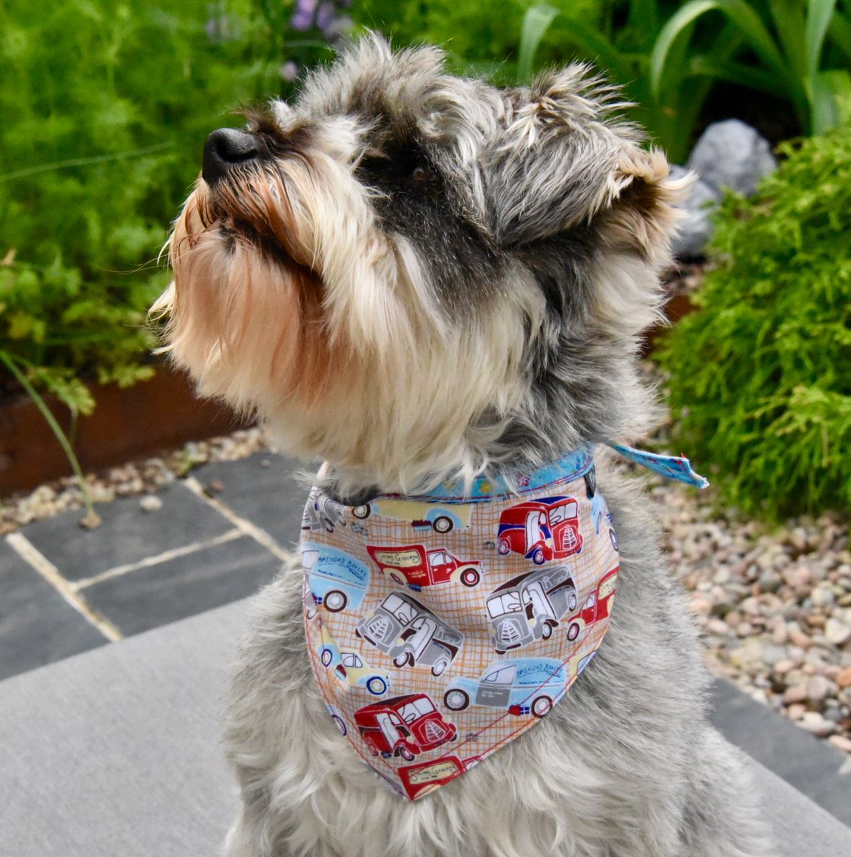 ElleryBow's tweet photo. Oh, @SchnauzerDaphne, you are a vision! #SchnauzerStyle #BandanaDog #ElleryBow #SchnauzerGang #DogsOfTwitter #CannyCuratorsOfCanineKit https://t.co/RLJVDJBnBL