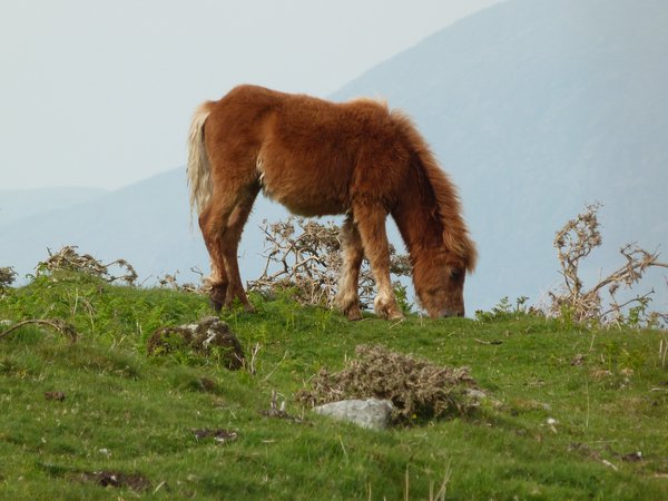 Diagnosteq's tweet photo. 368 #horses tested in 16 different UK yards
The average annual saving of ~Β£300 per yard
Phone 0151 794 6184 for an intro pack
#wormeggcount https://t.co/EtuU6UHZMf