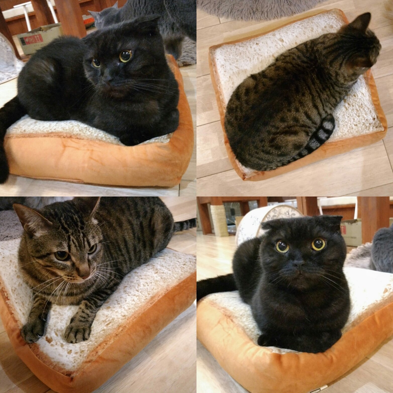 تويتر 大阪 猫カフェ 猫の箱 على تويتر お客様から可愛いパンの差し入れをいただきました 猫スタッフたちもみんなとっても気に入っています あっしゅは両手でこねこねしていました 素敵なプレゼント ありがとうございました ニトリ 食パンクッション