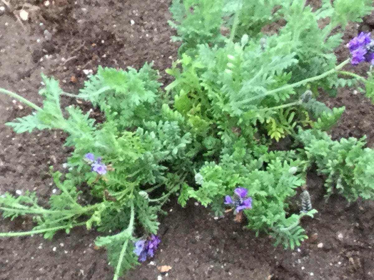 ハーブ君と薔薇ガール レースラベンダー プランターから 地植えしました