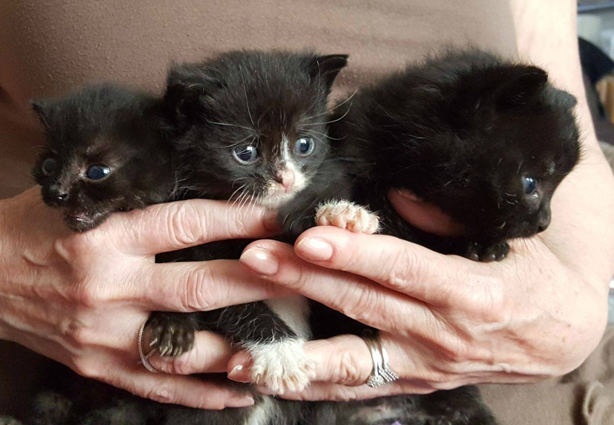 RachRSPCA's tweet photo. Vulnerable kittens dumped on Derby doorstep now recovering at @RSPCADerby @RSPCA_official https://t.co/V6nCZetzDe https://t.co/WZKZZhDl33