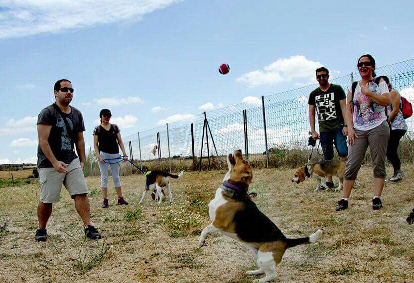SimbaPets_SL's tweet photo. Este fin de semana se ha celebrado la 7ªquedada Beagles de la Comunidad de Madrid. Con la colaboración de Simba Pets. #SimbapetsSL #lolopets https://t.co/SiNVOPUfhV