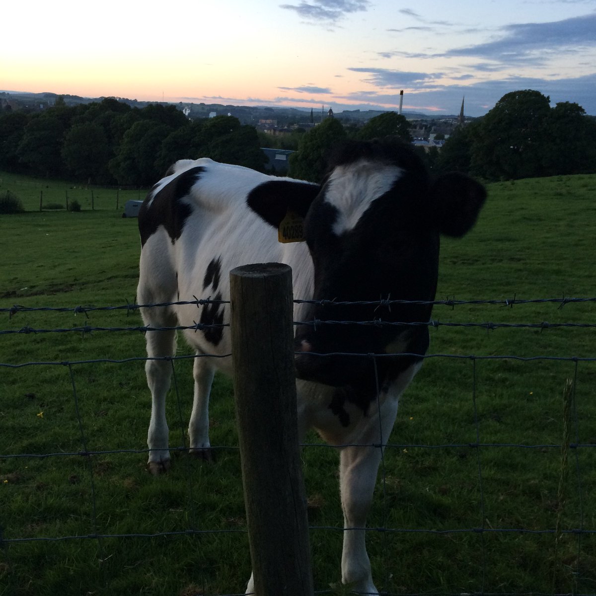 BipolarStudy's tweet photo. Today, we're in the moo-d to #research! Help us with our curiosity by telling us about your #bipolar experiences! https://t.co/DRVrkssEDw https://t.co/K08O25svSK