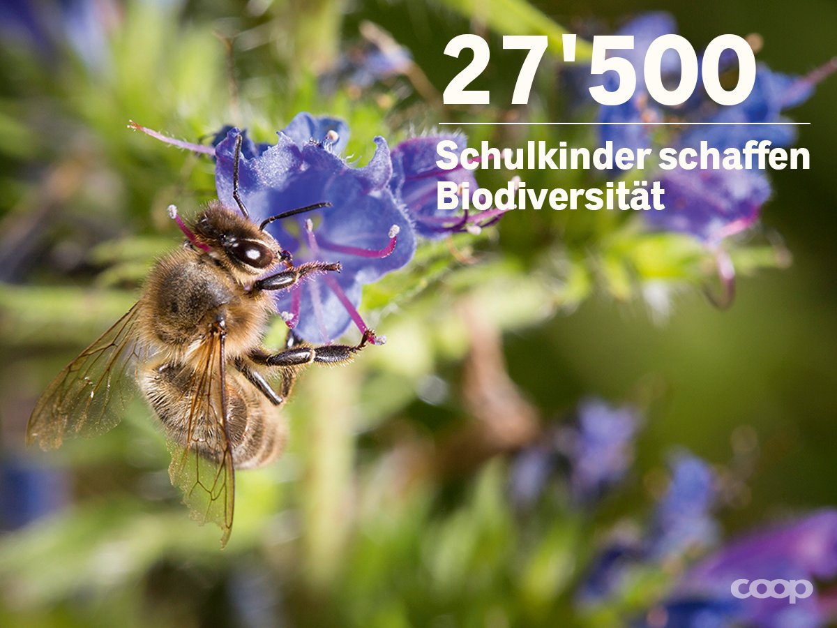 coop_ch's tweet photo. Pflanzaktion von Coop und @BioSuisse. Schulklassen schaffen mehr Lebensraum für Bienen. #Tatenbank #NeueTat https://t.co/WuTAmW3kBP https://t.co/Ib5t5Nd5TH