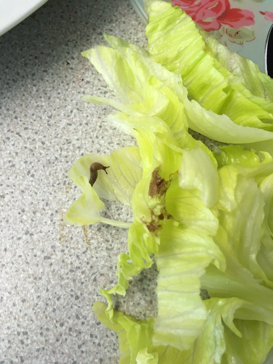 pecks91's tweet photo. @LidlUK just found this little minx when I cracked open my iceberg! What on earthhhhh #slugly https://t.co/ecoHU0QakR