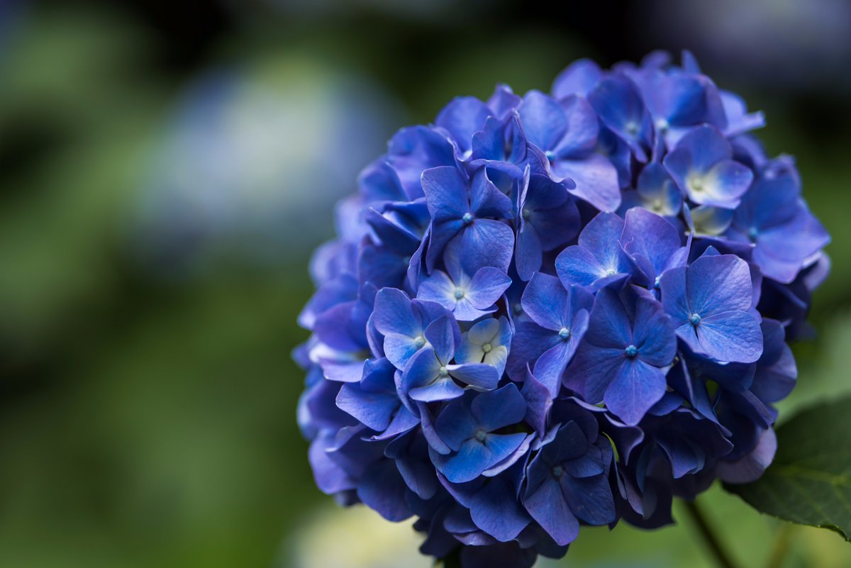 ピンポン ドンフラミンゴ Sur Twitter 六義園 紫陽花 梅雨の始まり 紫陽花が見頃の季節になりましたね D750 Sigma135mm F1 8 六義園 紫陽花 ピンポン ドンフラミンゴ Sur Twitter 六義園 紫陽花 梅雨の始まり 紫陽花が見頃の季節になりましたね D750 Sigma135mm F1 8 六義園 紫陽花