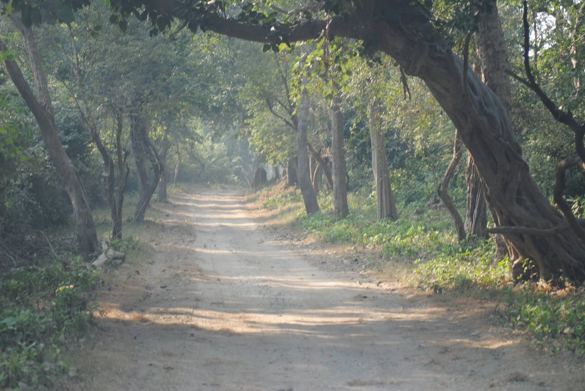 JimCorbettRMR's tweet photo. #naturephotography #jimcorbettnationalpark #ramnagar https://t.co/cDyjhR9lI8