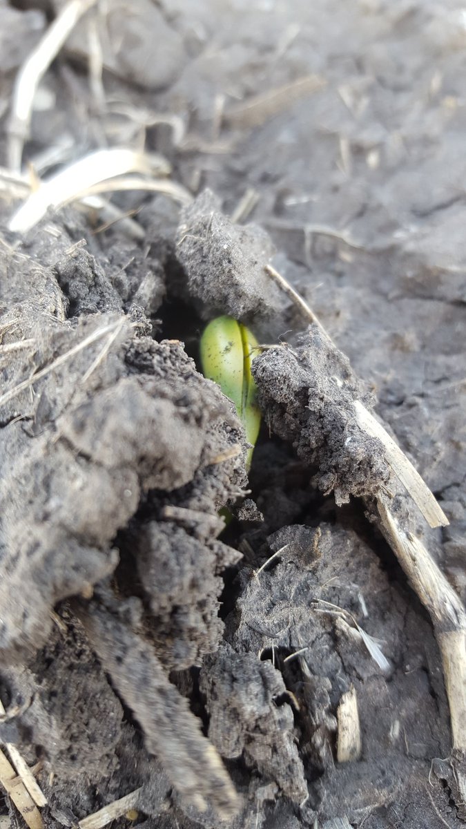 KenDenAg's tweet photo. @AgronomyJO @PioneerWCanada They have had their work cut out for them at our farm too. #mightybean #crusting #P002T04R #littlehillseverywhere https://t.co/5aVhaWDPQk