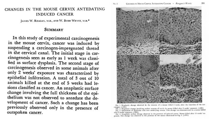 download the algorithmic beauty of plants the virtual laboratory 1996