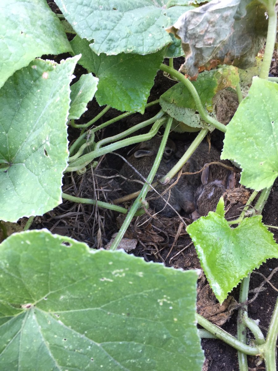 ZeekofTexas's tweet image. I was at my Opa's house (in Mom's arms), and saw these 🐰cuties in his garden!🐱🐾 No zombies here!#bunnies #ZSHQ